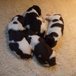 Drentsche Patrijshond puppy