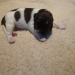 Drentsche Patrijshond puppy