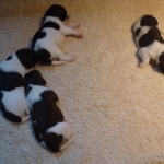 Drentsche Patrijshond puppy