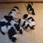 Drentsche Patrijshond puppy