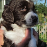 Drentsche Patrijshond puppy