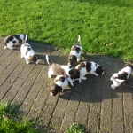 Drentsche Patrijshond puppy