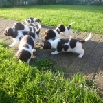 Drentsche Patrijshond puppies