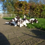 Drentsche Patrijshond puppys