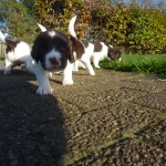 Drentsche Patrijshond pup