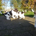 Drentsche Patrijshond pups
