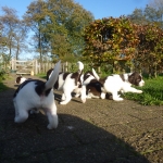 Drentsche Patrijshond pups