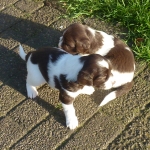 Drentsche Patrijshond puppys