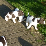 Drentsche Patrijshond puppie