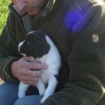 Drentsche Patrijshond puppie