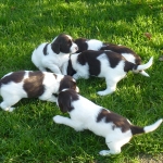 Drentsche Patrijshond pup