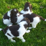 Drentsche Patrijshond puppie