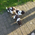 Drentsche Patrijshond puppys