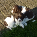 Drentsche Patrijshond pup