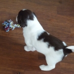 Drentsche Patrijshond puppie
