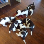 Drentsche Patrijshond puppys