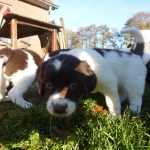Drentsche Patrijshond puppys