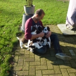Drentsche Patrijshond puppies