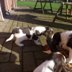 Drentsche Patrijshond puppies