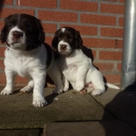 Drentsche Patrijshond pups