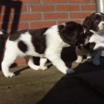Drentsche Patrijshond pup