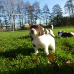 Drentsche Patrijshond puppies