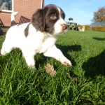 Drentsche Patrijshond puppys