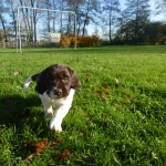 Drentsche Patrijshond pups