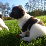 Drentsche Patrijshond puppie