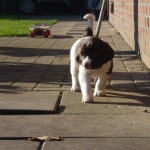 Drentsche Patrijshond pup