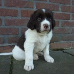 Drentsche Patrijshond puppie