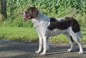 Drentsche Patrijshond, pups