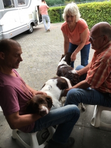 dekking Ella, drentsche patrijshond pups