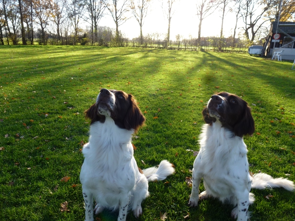Jessie en Luna zijn drachtig, Drentsche Patrijshond pups