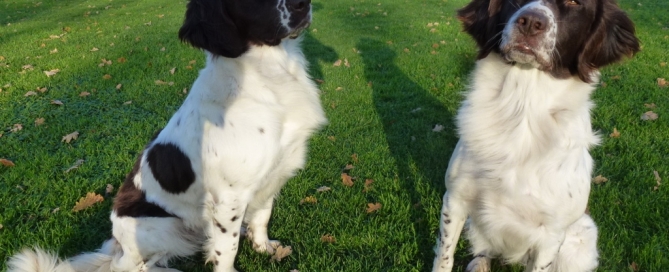 Jessie en Luna drachtig, Drentsche Patrijshond pups