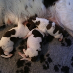 Drentsche Patrijshond pup
