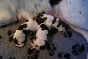pups jessie en Luna zijn geboren