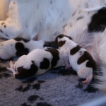 Drentsche Patrijshond pup
