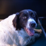 Drentsche Patrijshond pup