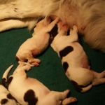 Drentsche Patrijshond pup