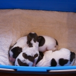 Drentsche Patrijshond pup