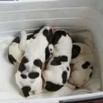 Drentsche Patrijshond pup