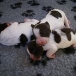 Drentsche Patrijshond pup