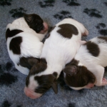 Drentsche Patrijshond pup