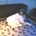 Drentsche Patrijshond pup