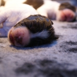 Drentsche Patrijshond pup