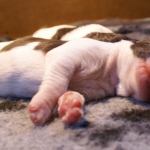 Drentsche Patrijshond pup