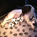Drentsche Patrijshond pup