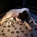 Drentsche Patrijshond pup