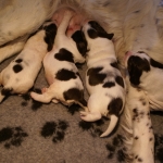 Drentsche Patrijshond pup